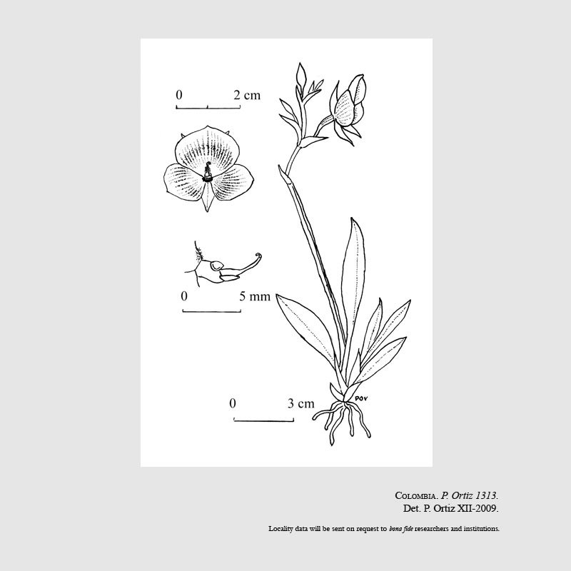 Telipogon esperanzae